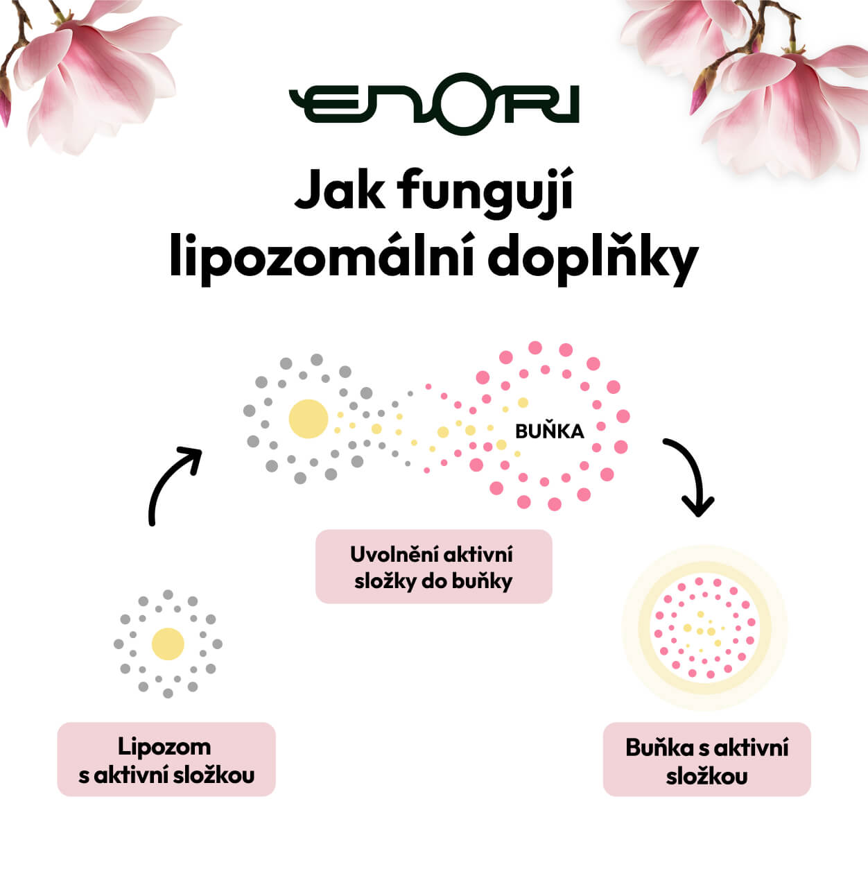 Jak funguji lipozomalni doplnky stravy